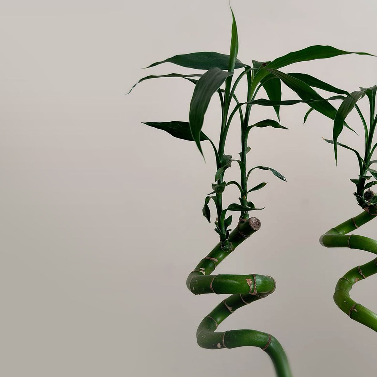 Quiet Bamboo fragrance notes styled photo