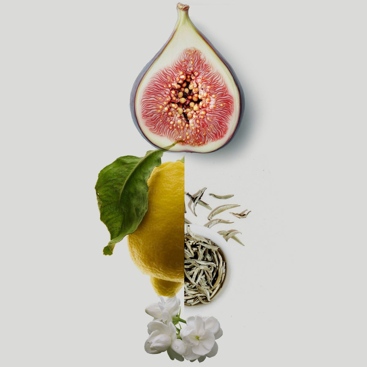 White Tea & Fig fragrance notes styled photo