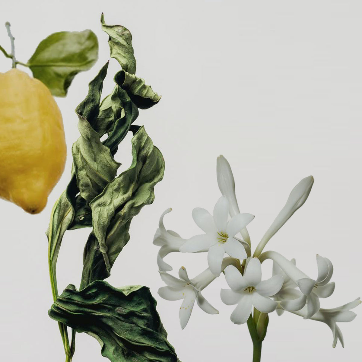 Four Seasons fragrance notes styled photo