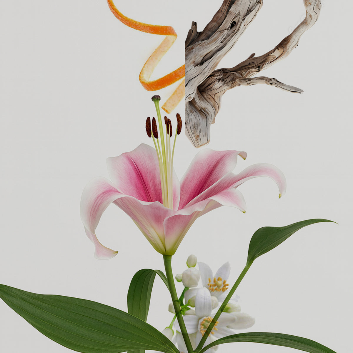 Citrus Lily fragrance notes styled photo