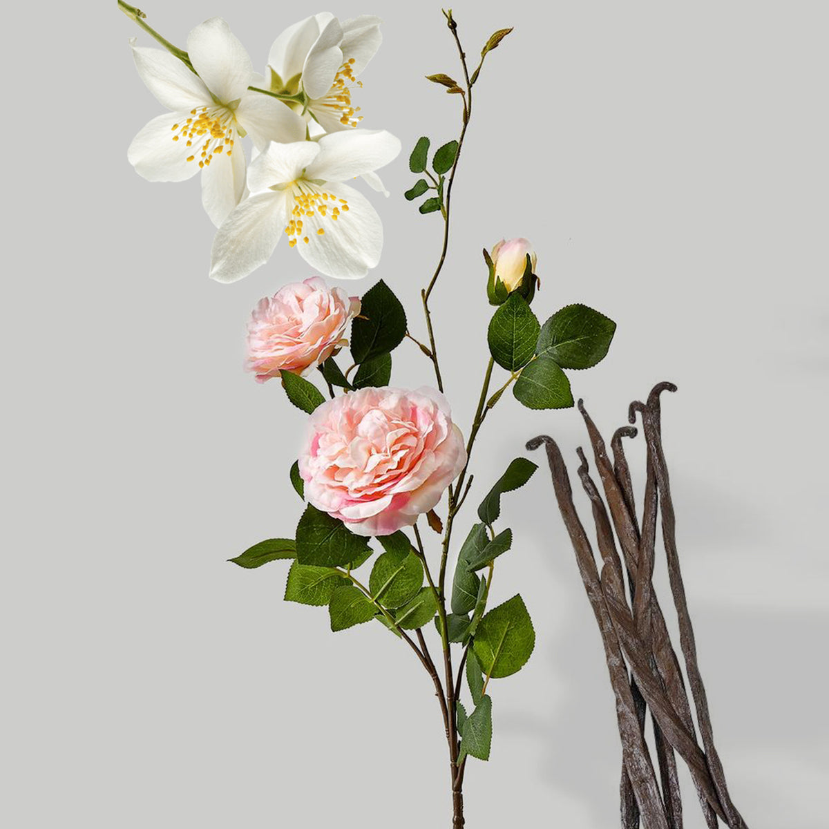 Blush Rose fragrance notes styled photo