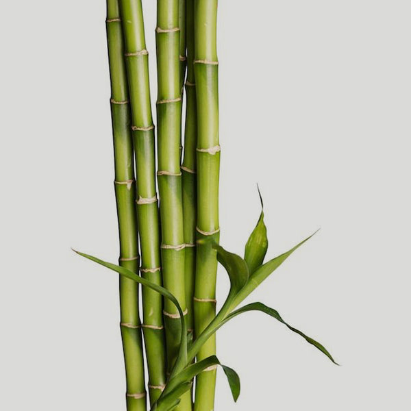 Green Bamboo