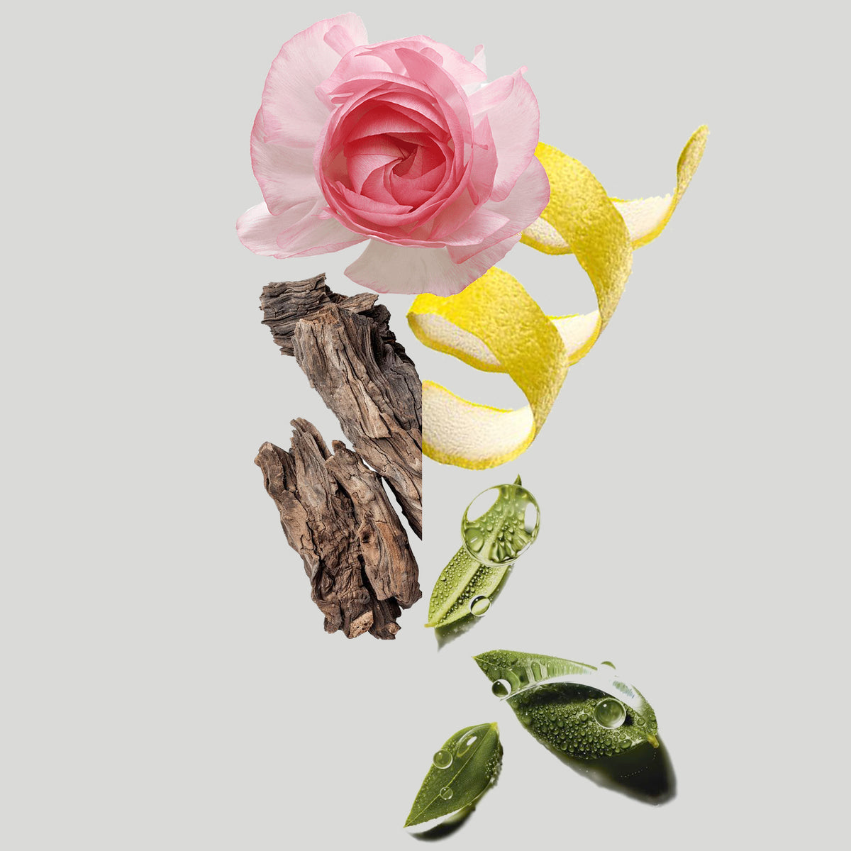Continental Suite fragrance notes styled photo