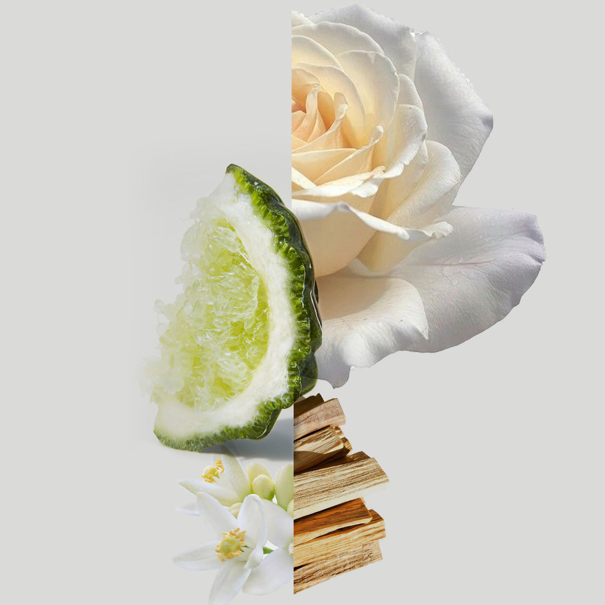 Bliss fragrance notes styled photo