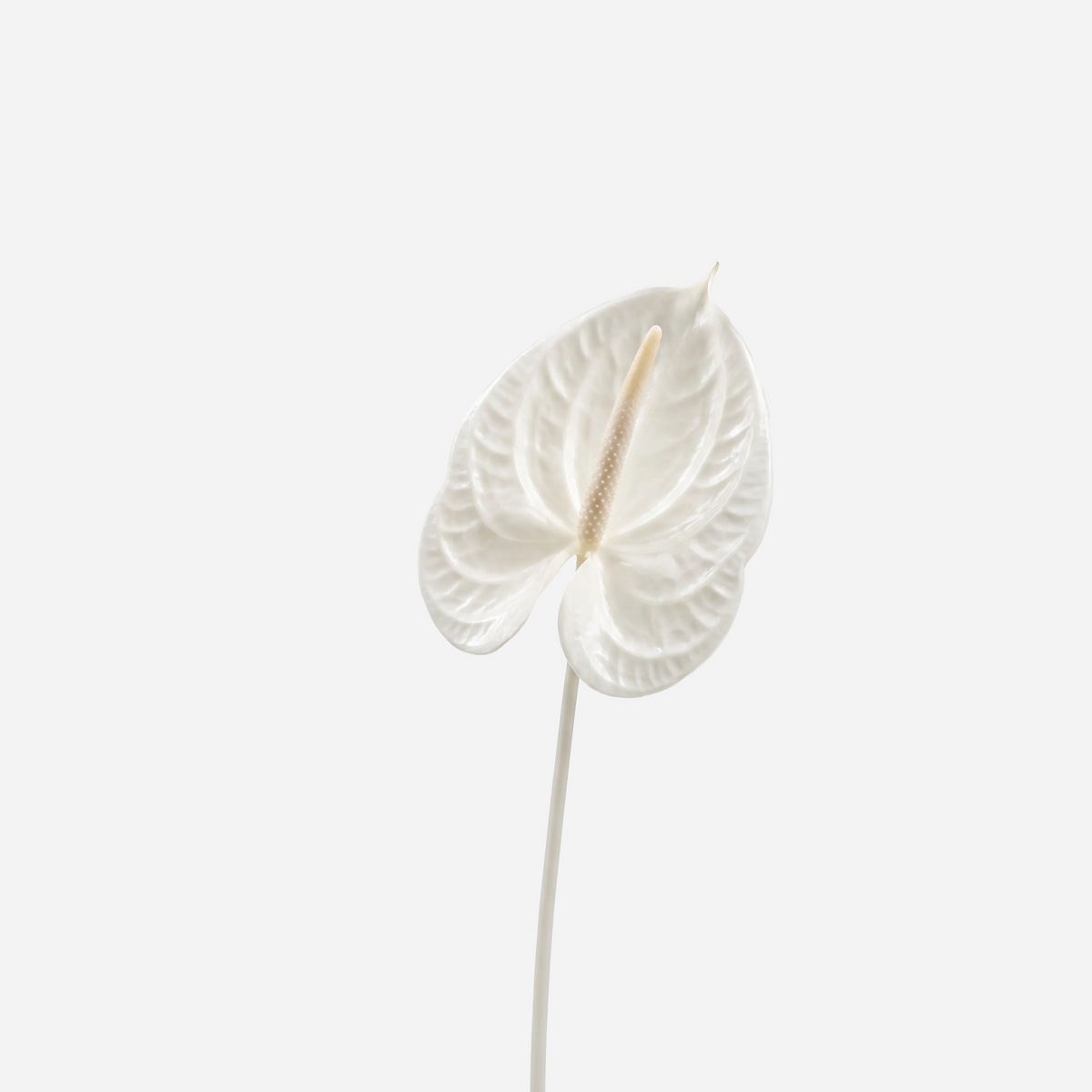 White Flower